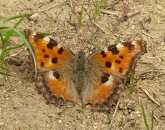 Nymphalis polychloros