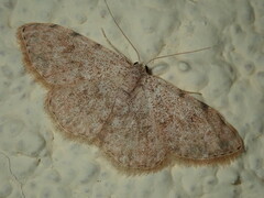 Sterrhinae