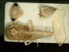 Idiocerus stigmaticalis