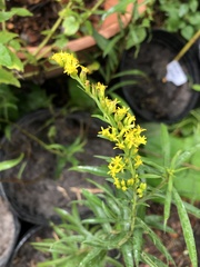Solidago leavenworthii