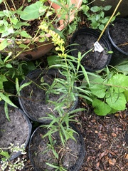 Solidago leavenworthii