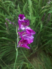 Gladiolus tenuis