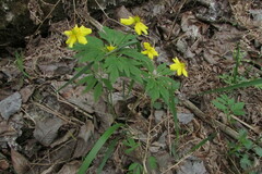 Anemonoides ranunculoides