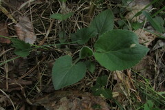 Viola collina