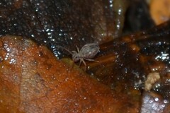 Dicyrtomina ornata