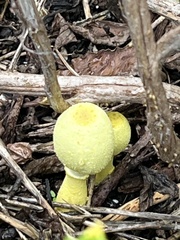 Leucocoprinus birnbaumii image