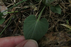 Viola collina