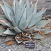 Parry's Agave - Photo (c) proteinbiochemist, some rights reserved (CC BY-NC)