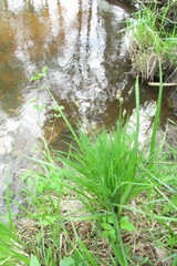 Carex cespitosa