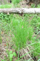 Carex cespitosa