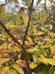 Forsythia suspensa