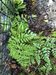 Rumohra adiantiformis