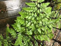 Rumohra adiantiformis