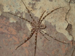 Hersiliola