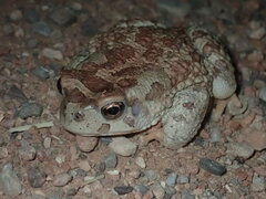 Sclerophrys mauritanica