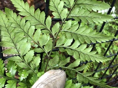 Rumohra adiantiformis