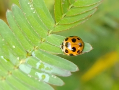 Coelophora bissellata