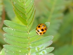 Coelophora bissellata
