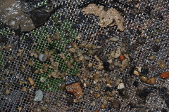 Potamopyrgus antipodarum