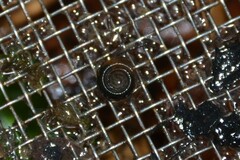 Bathyomphalus contortus
