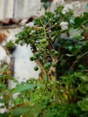 Lopezia racemosa