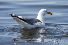 Larus argentatus mongolicus