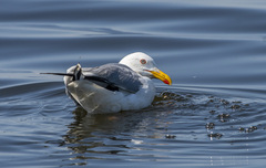 Larus argentatus mongolicus