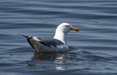 Larus argentatus mongolicus
