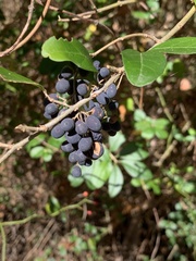Chionanthus virginicus