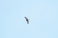 Harpagus bidentatus