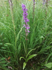 Dactylorhiza urvilleana
