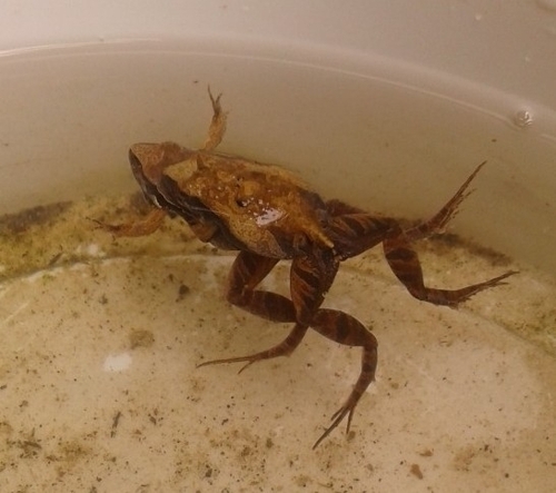 Graceful Dwarf Frog, Physalaemus gracilis