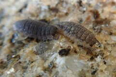 Oniscidea