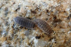 Oniscidea