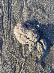 Aplidium californicum