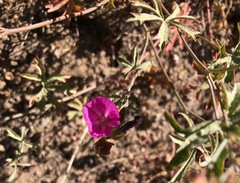 Sidalcea glaucescens