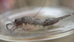 Petrobius brevistylis