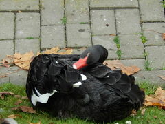 Cygnus atratus