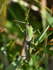 Pseudochorthippus montanus