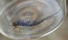 Petrobius brevistylis