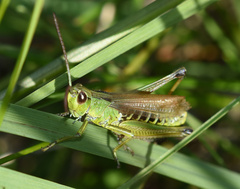 Pseudochorthippus montanus
