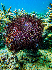 Acanthaster planci