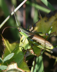 Pseudochorthippus montanus