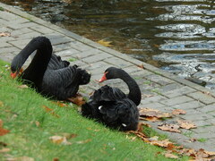 Cygnus atratus