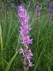 Dactylorhiza urvilleana