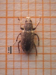 Sitona hispidulus