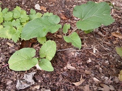 Arctium