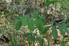 Lathyrus pisiformis