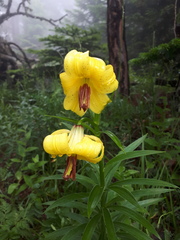 Lilium kesselringianum