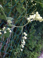 Antigonon flavescens